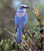 [Birds of North America] Florida Scrub Jay