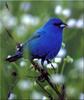 [Birds of North America] Indigo Bunting (Male)