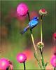 [Birds of North America] Indigo Bunting (Male)