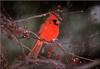 [Birds of North America] Northern Cardinal (Male)