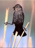 [Birds of North America] Red-winged Blackbird (Female)