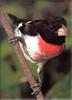 [Birds of North America] Rose-breasted Grosbeak (Male)