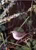 [Birds of North America] Tennessee Warbler