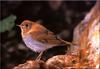 [Birds of North America] Veery Thrush