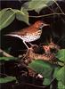 [Birds of North America] Wood Thrush