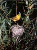 [Birds of North America] Yellow Warbler