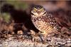 [Birds of North America] Burrowing Owl