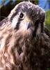 [Birds of North America] Kestrel Falcon (Female Fledgling)