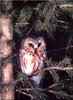 [Birds of North America] Northern Saw-whet Owl (Aegolius acadicus)