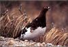 [Birds of North America] Ptarmigan Spring fall plumes