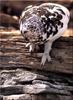 [Birds of North America] Ptarmigan Winter plumes