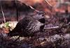 [Birds of North America] Spruce Grouse