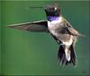 [Birds of North America] Black-chinned Hummingbird