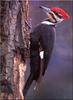 [Birds of North America] Pileated Woodpecker - Dryocopus pileatus
