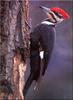 [Birds of North America] Pileated Woodpecker - Dryocopus pileatus