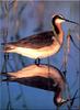 [Birds of North America] Wilson's Phalarope