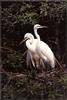 [Birds of North America] Great Egret pair