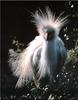 [Birds of North America] Snowy Egret
