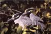 [Birds of North America] Yellow-Crowned Night Heron (Nyctanassa violacea)