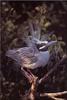 [Birds of North America] Yellow-Crowned Night Heron (Nyctanassa violacea)