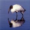 [Birds of North America] Wood Stork