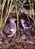 [Birds of North America] Spotted Sandpiper