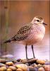 [Birds of North America] Lesser Golden Plover