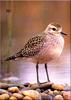 [Birds of North America] Lesser Golden Plover