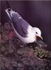 [Birds of North America] Red-legged Kittiwake