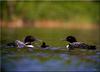 [Birds of North America] Common Loon family