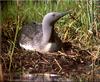 [Birds of North America] Red-throated Loon