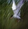 [Birds of North America] Forster's Tern