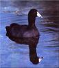 [Birds of North America] American Coot