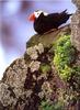 [Birds of North America] Tufted Puffin