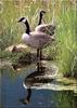 [Birds of North America] Canadian Goose