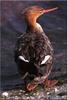 [Birds of North America] Ring-Necked Duck (Female)
