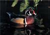 [Birds of North America] Wood Duck Drake