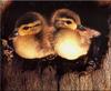 [Birds of North America] Wood Duck chicks