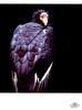 [WYscan CSA Witness] Turkey Vulture