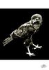[WYscan CSA Witness] Hawk