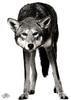 [WYscan CSA Witness] Wolf