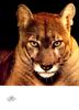 [WYscan CSA Witness] Cougar