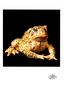 [WYscan CSA Witness] Toad
