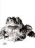 [WYscan CSA Witness] Toad