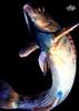 [WYscan CSA Witness] Fish