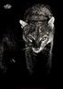 [WYscan CSA Witness] Cat