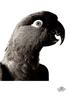 [WYscan CSA Witness] Parrot