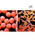 [WYscan CSA Witness] Fish eggs, fry