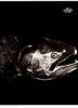 [WYscan CSA Witness] Salmon