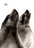 [WYscan CSA Witness] Sea Lions